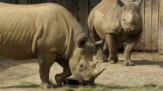 Cushion Cover - Rhino 