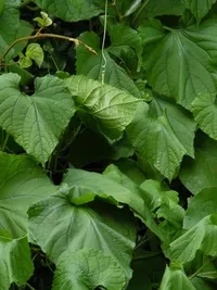 Gogo_stitching