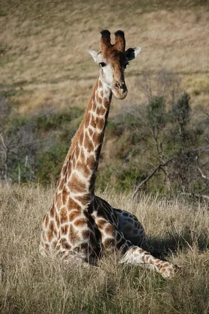 giraffe_drinking._074