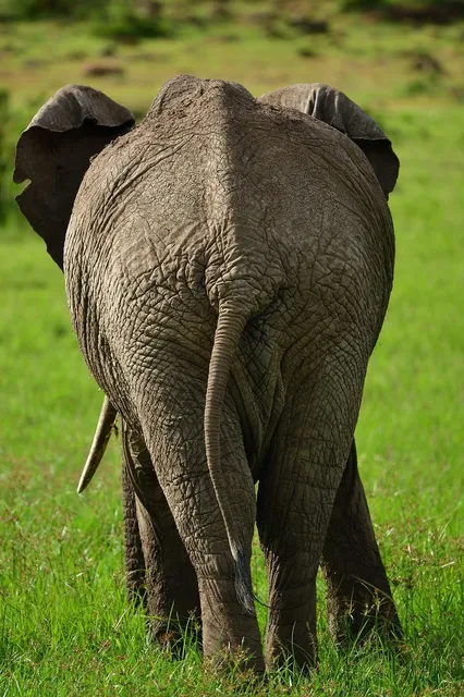 White on white African animals.