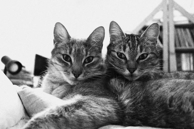 Twin Brothers