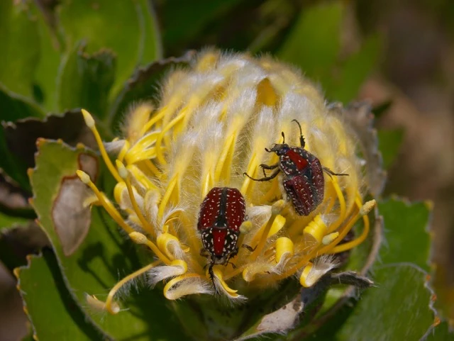 flybos protea flower