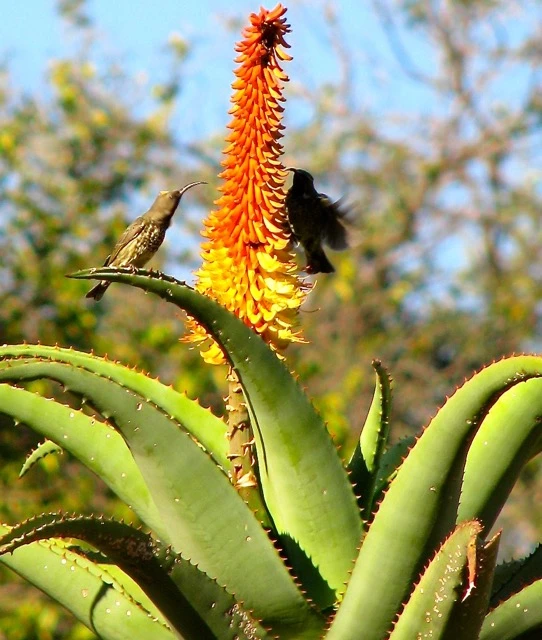 aloe-bird-detail.jpg aloe-bird-detail.jpg