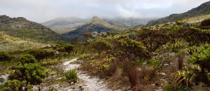 fynbos-walk.jpg fynbos-walk.jpg
