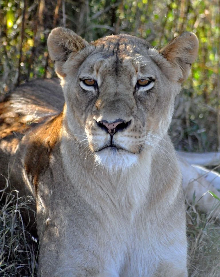 lion.449.jpg lion.449.jpg