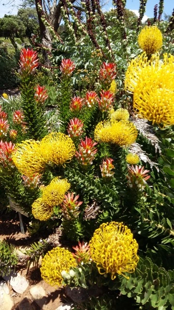pincushion-proteas.20151106-122226-.jpg