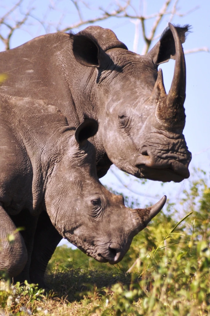 white-rhino.csc-0347.jpg
