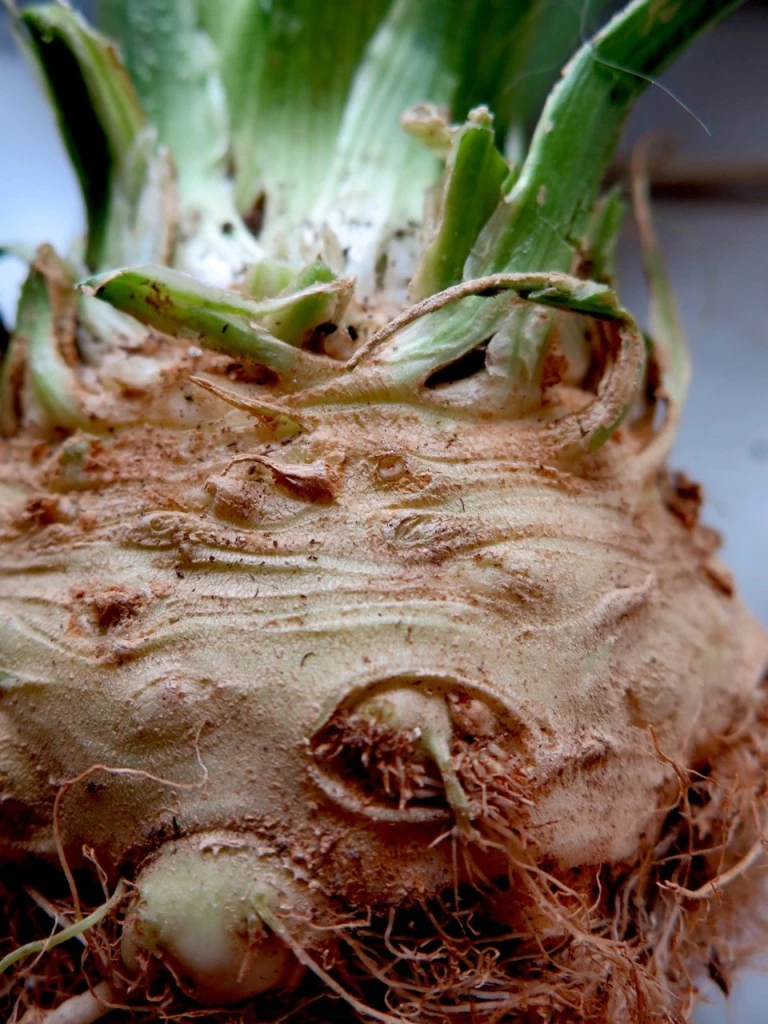 Celeriac root makes delicious soup.