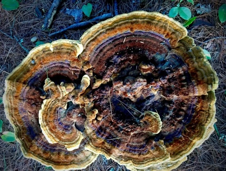 Dyer's polypore mushroom